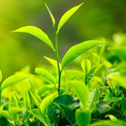 zaļās tējas sastāvdaļa